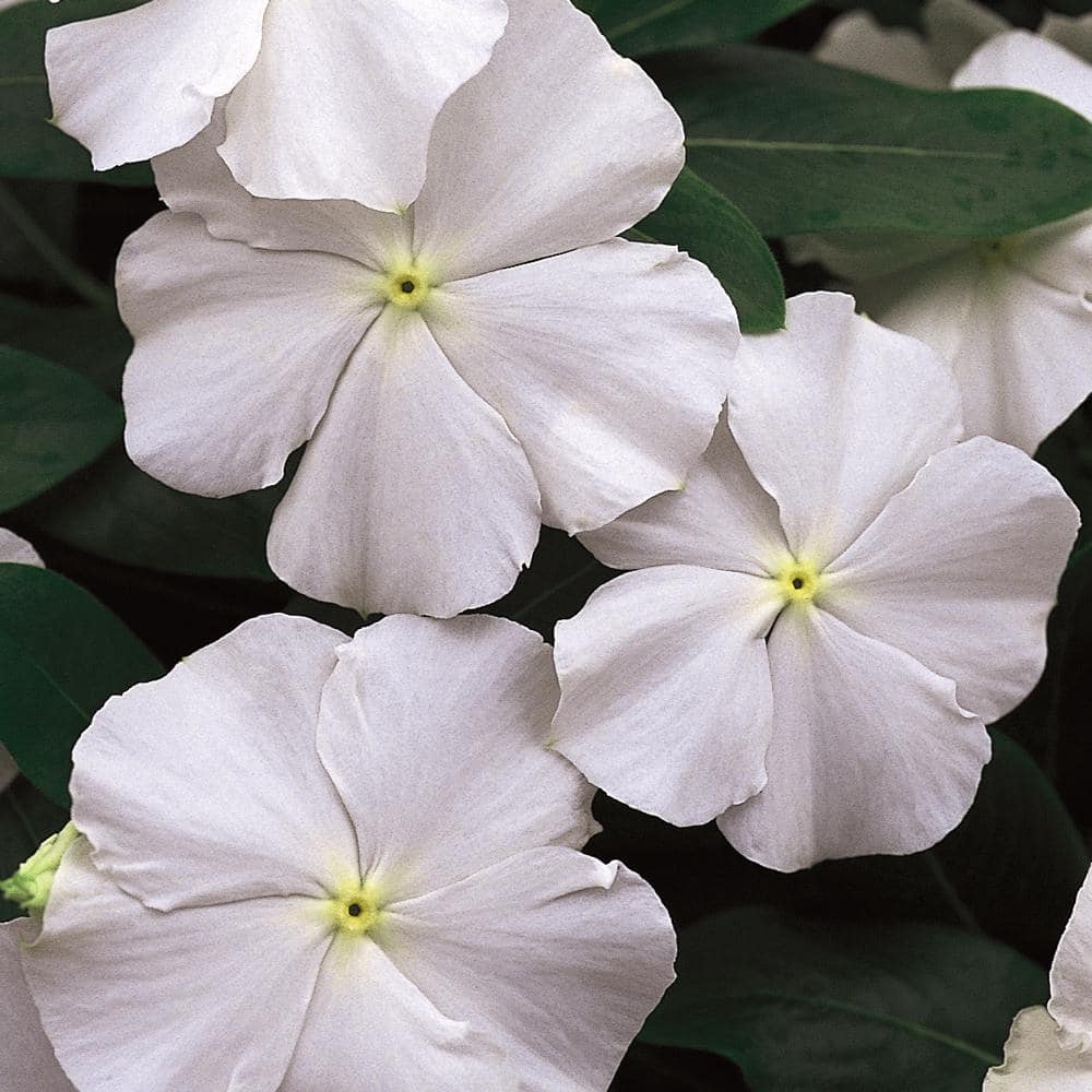 ALTMAN PLANTS 4.4-Pint White and Cream Periwinkle Plant (12-Pack