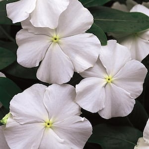 10 in. White and Cream Periwinkle Plant (12-Pack)
