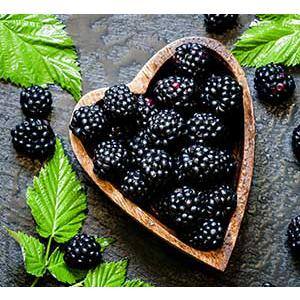 2.5 Qt. Prime-Ark Freedom Thornless Blackberry, Live Fruit-Bearing Shrub