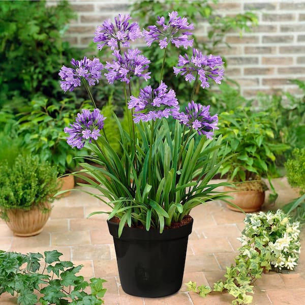 Van Zyverden Goth Patio Gardening Agapanthus Blue Kit with 12 in. Decorative Planter, Set of 1 Root
