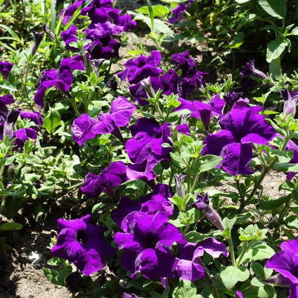♡ Petunia 71oct7R0XEL._UF350,350_QL50_.jpg