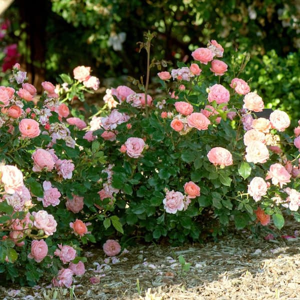 national PLANT NETWORK 3 gal. Drift Rose Apricot HD2668 - The Home