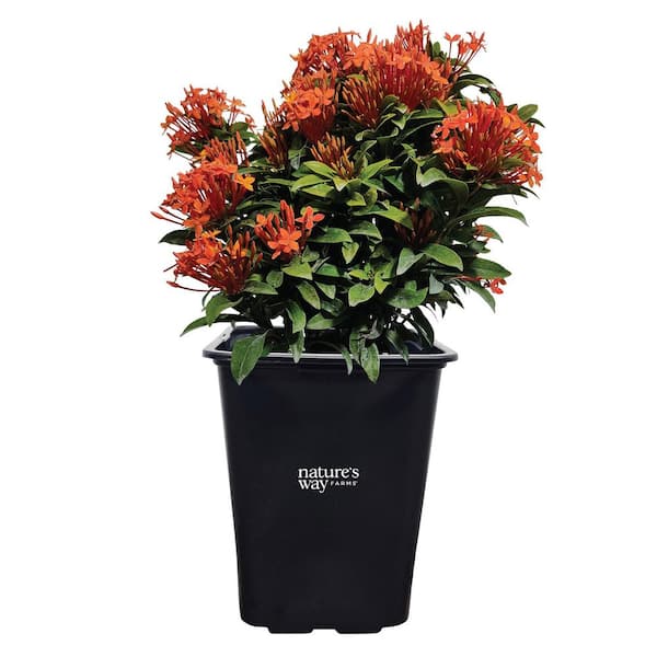 NATURE'S WAY FARMS 2 qt. Taiwanese Orange Ixora Tropical Flowering