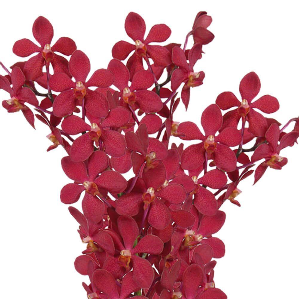 Globalrose 70 Red Ruby Mokara Orchid Flowers Fresh Flower Delivery