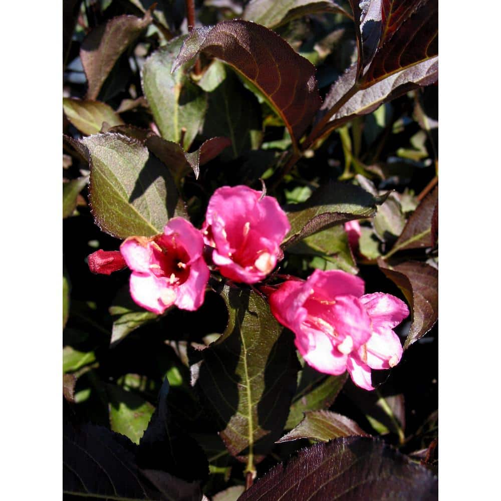 2 Gal. Weigela Spilled Wine Flowering Shrub with Deep Purple Foliage and Br