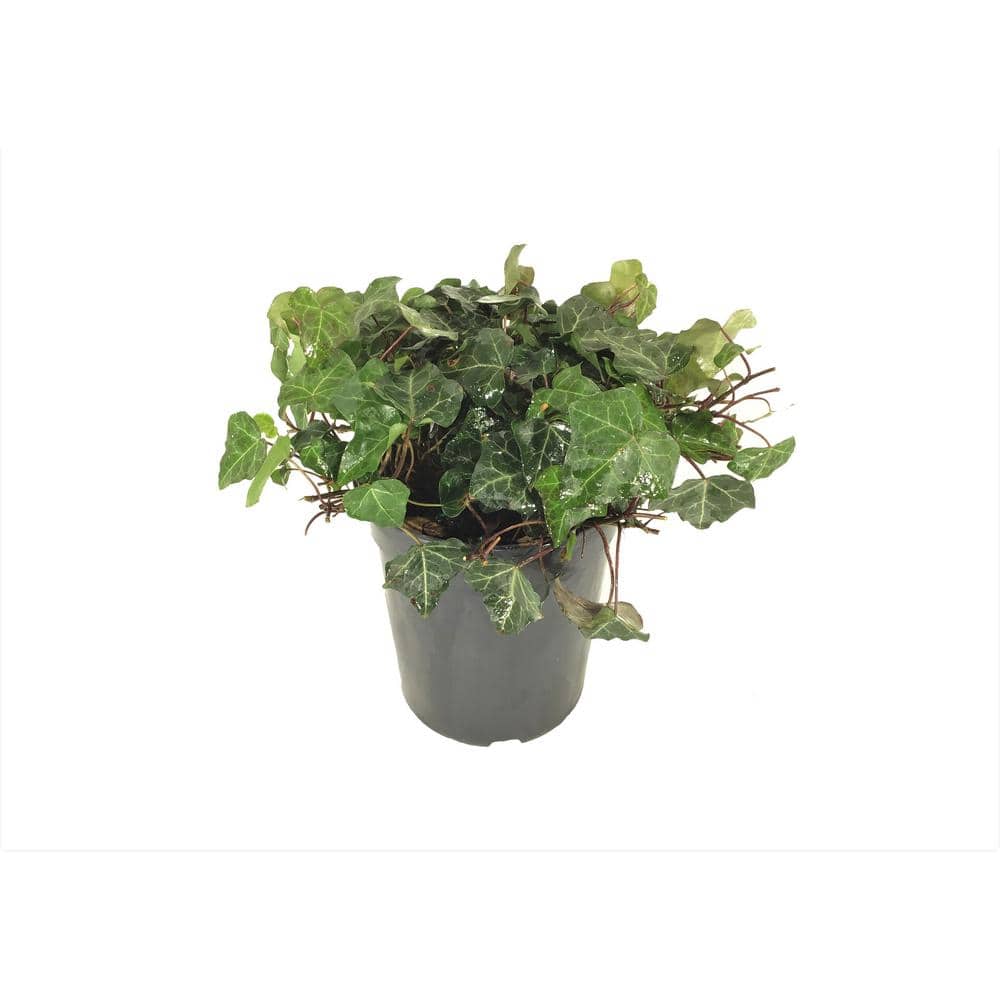 Common Ivy (Hedera Helix) Thorndale