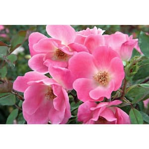 2 Gal. Pink Knock Out Rose Bush with Pink Flowers