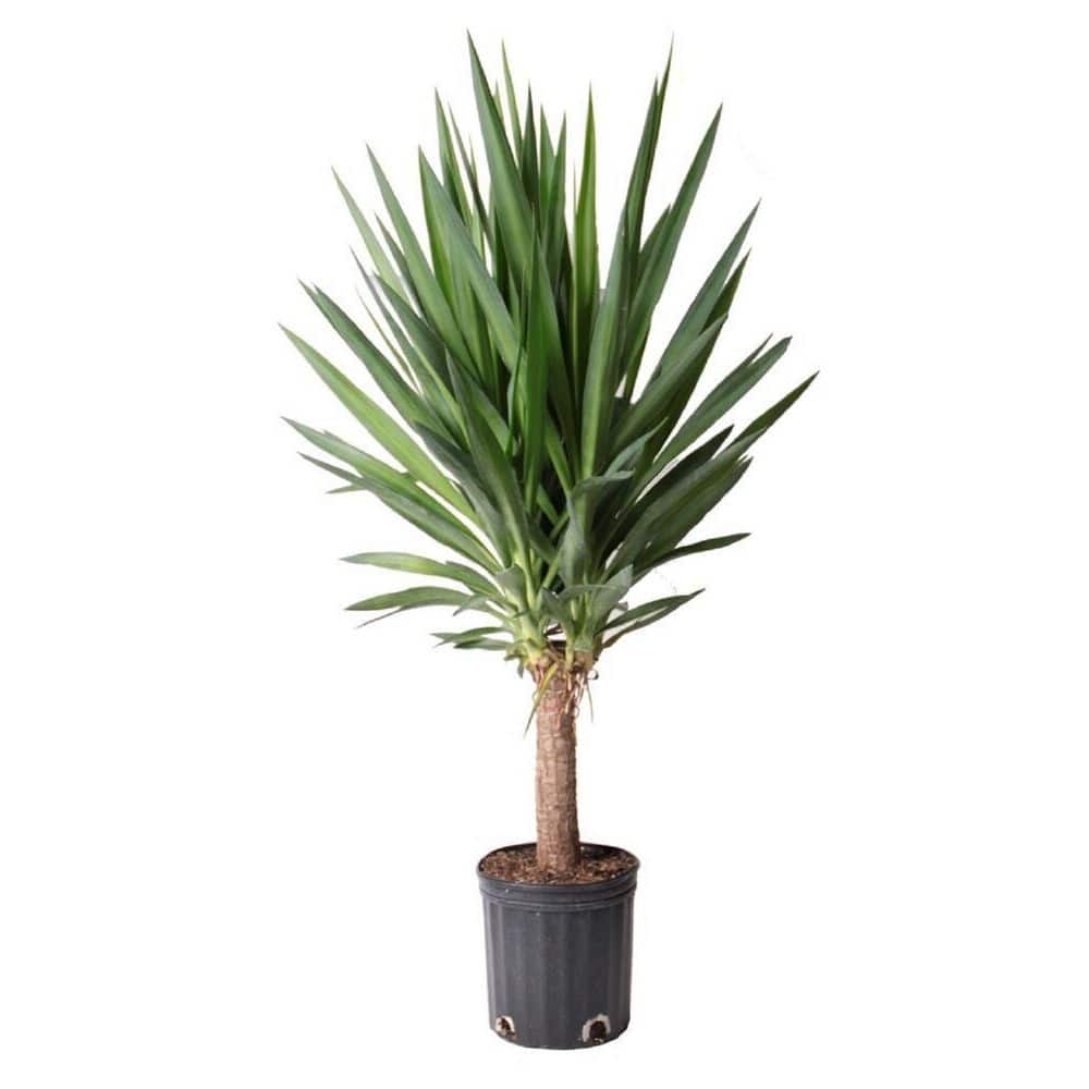 Costa Farms 10in Yucca Cane Foliage 1 Cane Plant in a Growers Pot