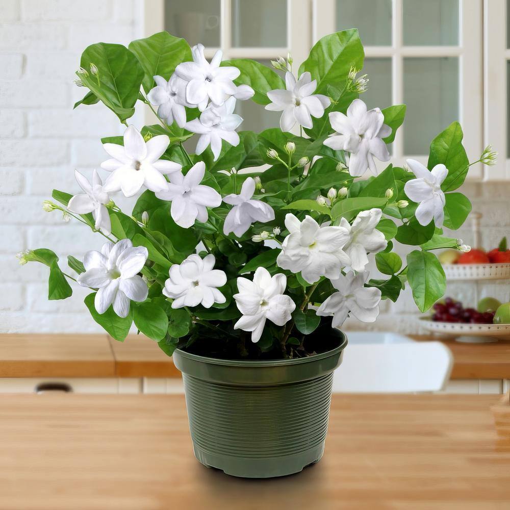 2.5 qt. White Jasmine Sambac Plant in Pot