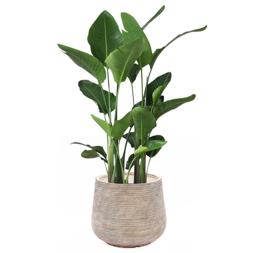 Distressed Tan and White Ribbed Round Planter