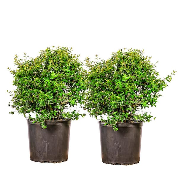 Unbranded 3 Gal. Ed Goucher Abelia White Flowering Shrub (2-Pack)