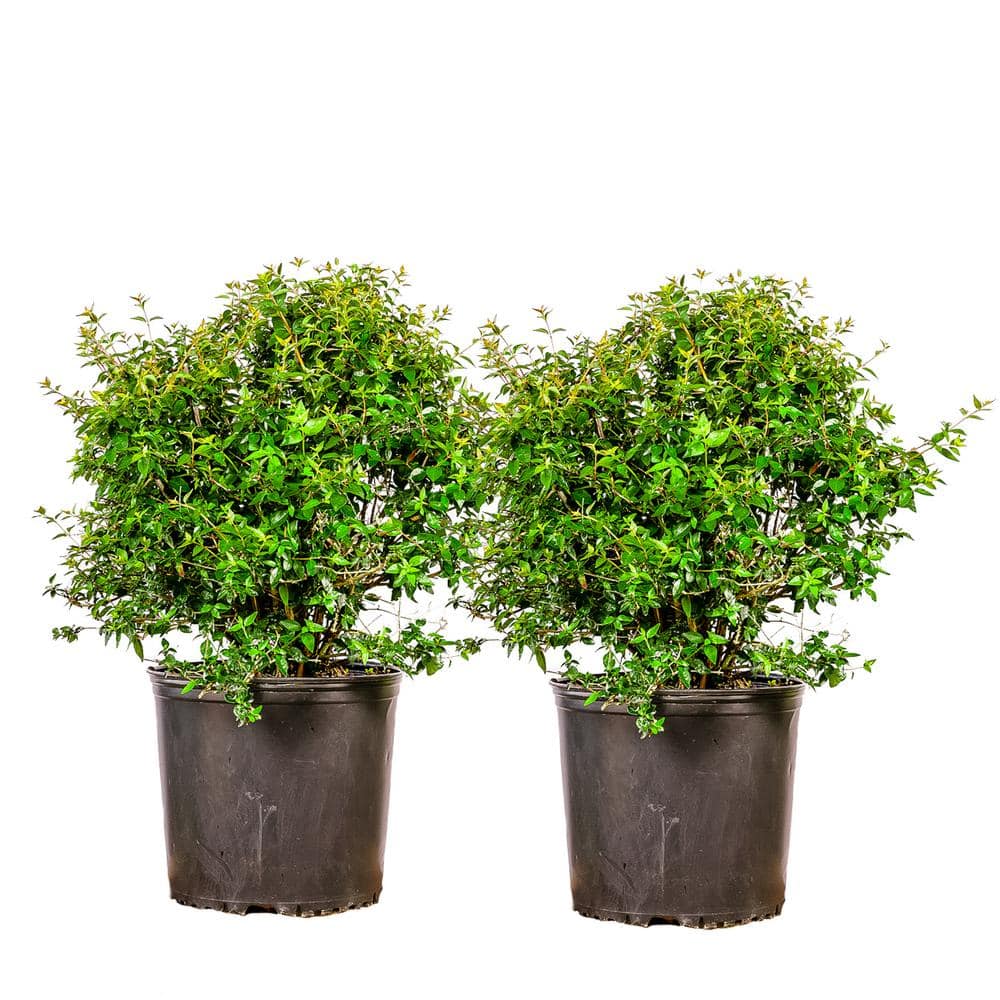 3 Gal. Ed Goucher Abelia White Flowering Shrub (2-Pack)