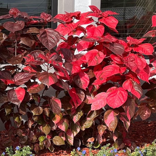 3 Gal. Red Copper Plant Non Flowering Shrub