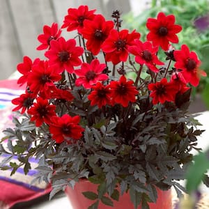 Container Red Dahlias Pulp Fiction Bulbs (3-Pack)