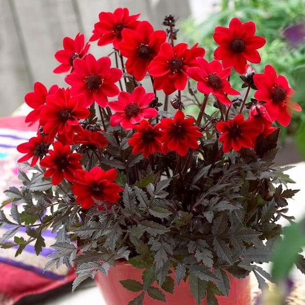 VAN ZYVERDEN Container Red Dahlias Pulp Fiction Bulbs (3-Pack)