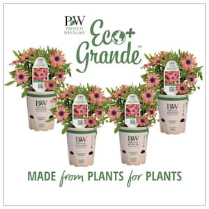 4.25 in. Eco+Grande, Bright Lights Horizon Sunset African Daisy (Osteospermum hybrid), Live Plant, Pink Flowers (4-Pack)