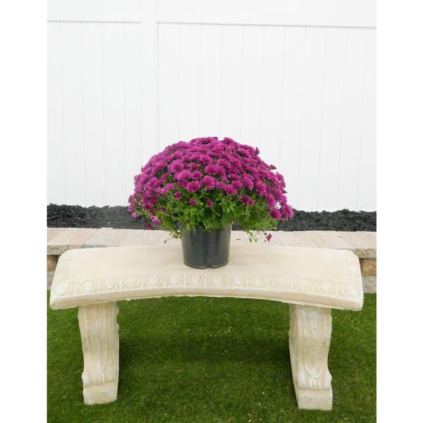 BELL NURSERY 3 Qt. Purple Chrysanthemum Annual Live Plant with Purple Flowers in 8 in. Grower Pot (2-Pack)