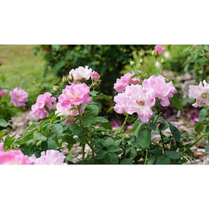 3 Gal. First Lady Brindabella Live Flowering Rose with Lavender-Pink Flowers (1-Pack)