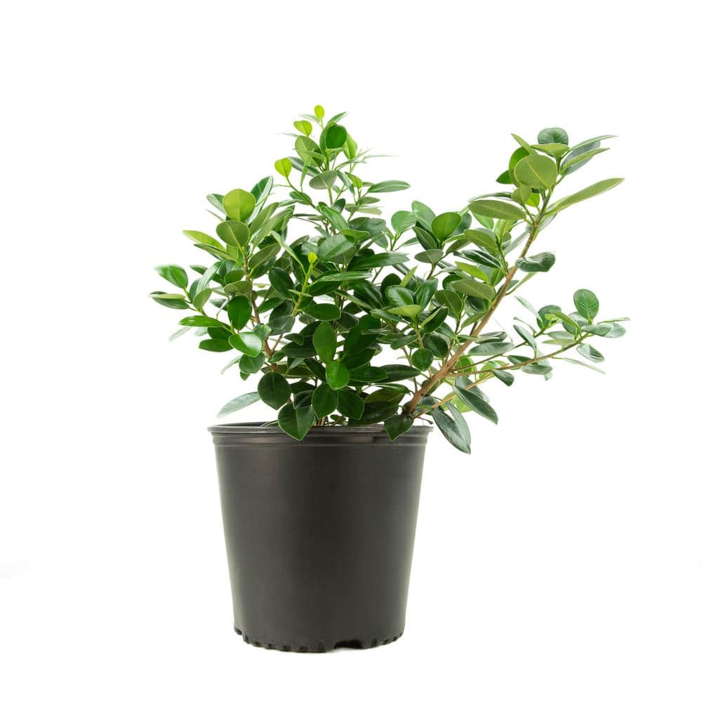 10-inch Ficus Green Island Shrub in Black Pot