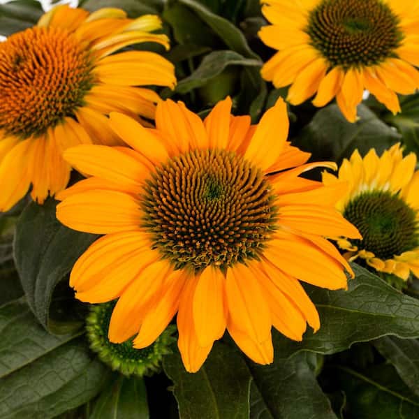 Pretty Petals in Yellow Vinyl - 381