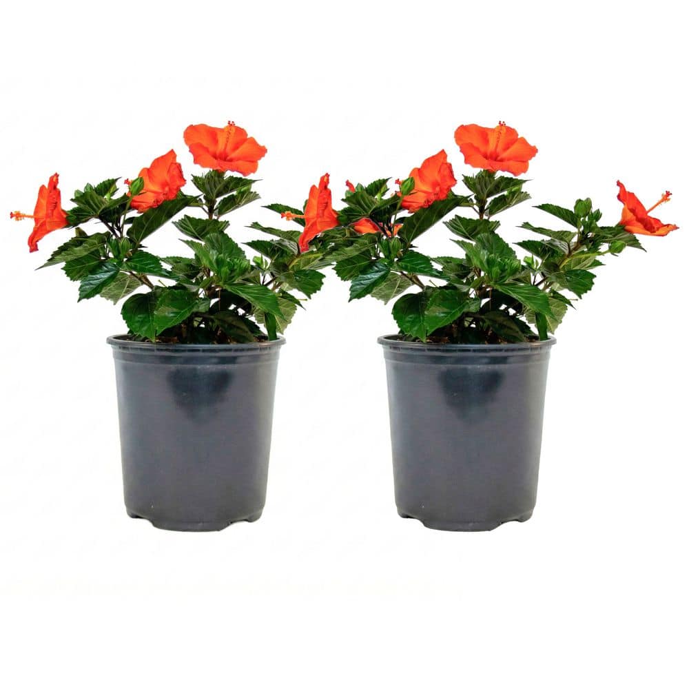 1 Gal. Tradewinds Hibiscus Shrub with Sunset Wind Orange Flowers