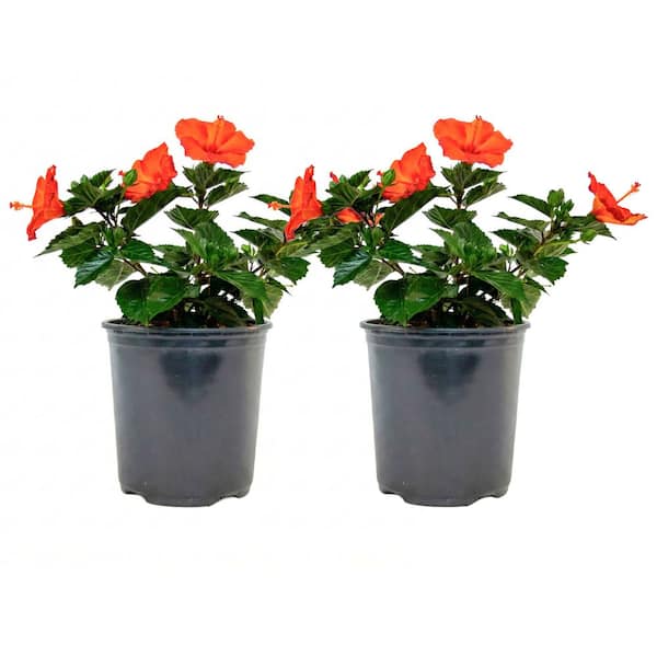 1 Gal. Tradewinds Hibiscus Shrub with Sunset Wind Orange Flowers