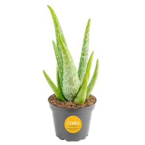 tequila agave 100 Agave Tequila Flight – 100% Agave Brands Tasting Kit main image 1