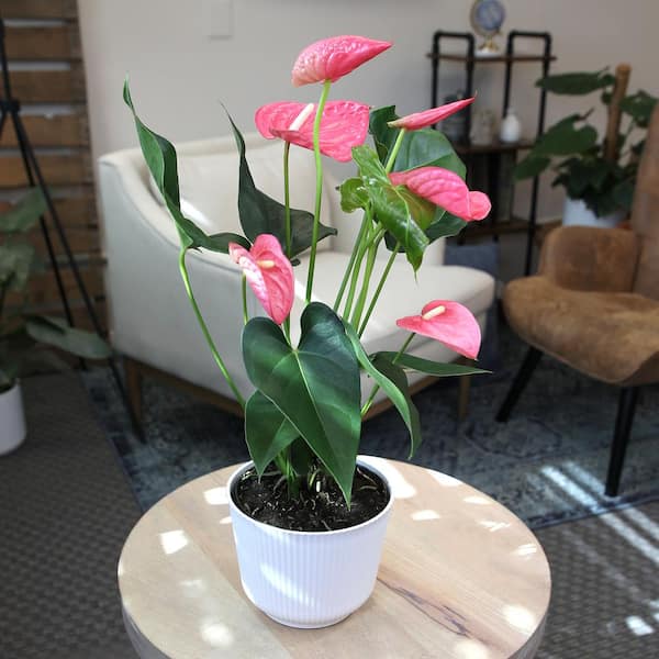 Altman Plants Pink Mix Anthurium Plant Gift, White Pot, 14-18 inch Tall Clean Air House Plant, Size: 1.25QT