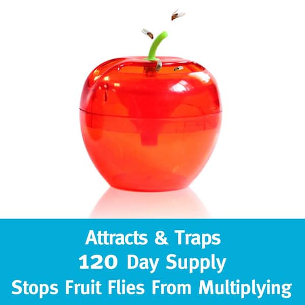 Rise and Shine: A Fruit Fly Trap That Works!