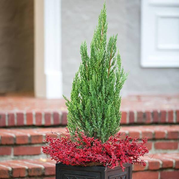 Blue Cone Arborvitae – 5 Live Quart Size Plants, Blue-Green Evergreen For Privacy Hedges & Landscaping