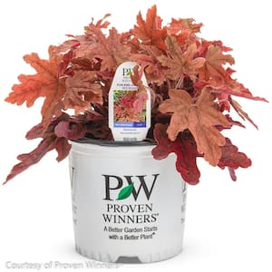 1 Gal. Red Rover Foamy Bells (Heucherella) Live Plant Coppery Red Leaves and Creamy White Flowers