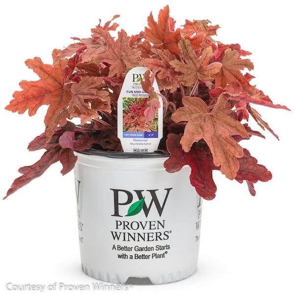 PROVEN WINNERS 1 Gal. Red Rover Foamy Bells (Heucherella) Live Plant Coppery Red Leaves and Creamy White Flowers