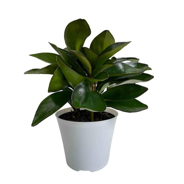EVERBLOOM GROWERS, INC. 6 in. Peperomia Red Edge Plant in Deco Pot