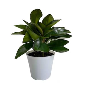 6 in. Peperomia Red Edge Plant in Deco Pot