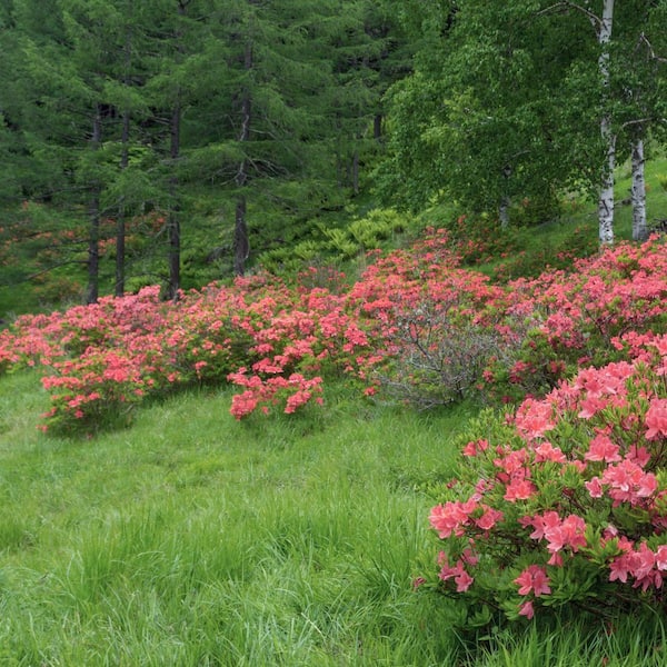national PLANT NETWORK 2.5 Quart Azalea 'Blaauw's Pink' Flowering