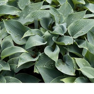 2.5 Qt. Hosta Green Leaf Plant in 6.3 In. Grower's Pot (2-Plants)