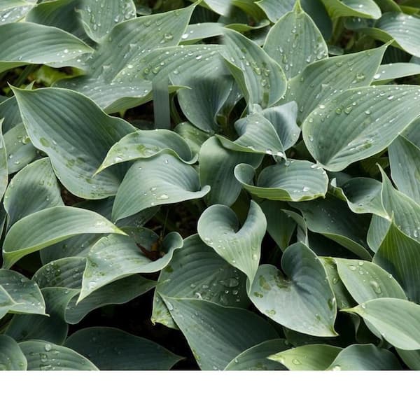 Pure Beauty Farms 2.5 Qt. Hosta Green Leaf Plant in 6.3 In. Grower's Pot (2-Plants)