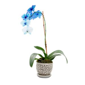 5.5 in. Small Gray Ceramic Flagstone Lacey Orchid Planter