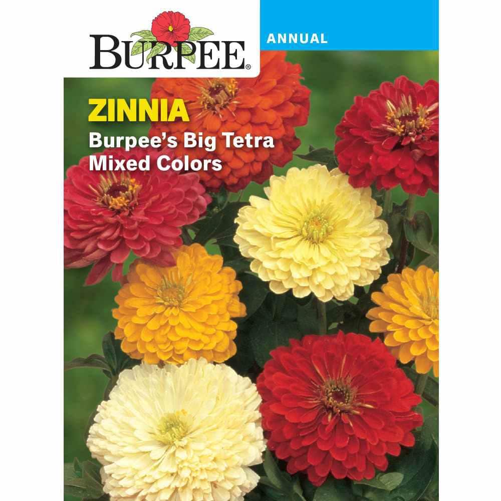 Burpee Zinnia Big Tetra Mixed Colors Flower Seed 33659 - The