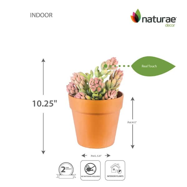 Naturae Decor Artificial 10 in. Succulent Sedum in Terracotta Pot