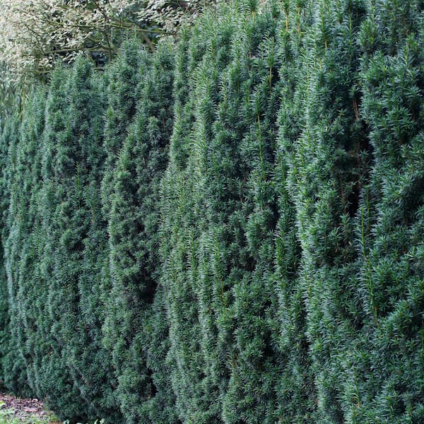 Gardens Alive! 8 in. to 12 in. Tall Hicksi Upright Yew (Taxus) Hedge Kit, Live Evergreeen Plants (25-Pack)