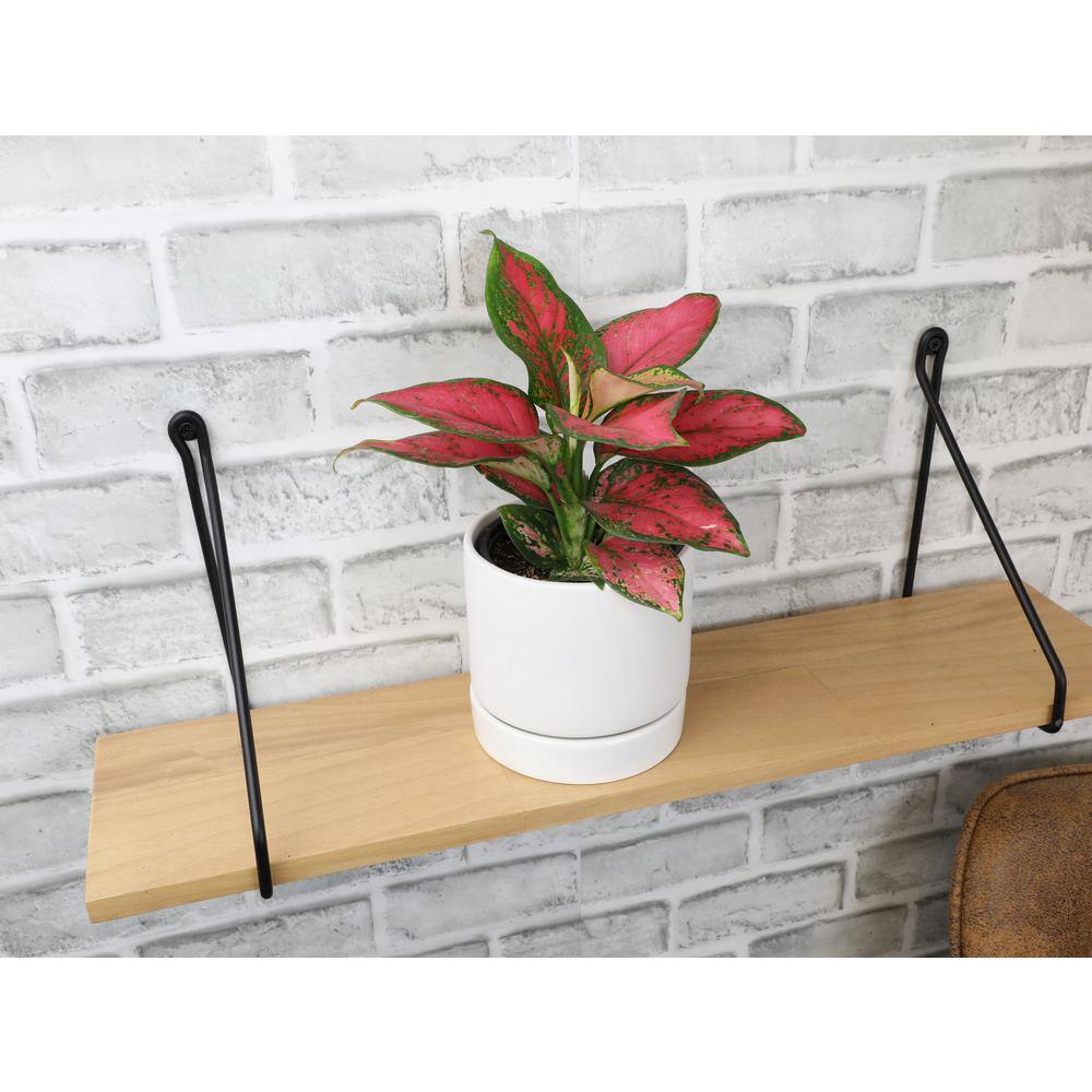 Aglaonema Beauty Pink and Green 18" Indoor Plant in Black Plastic Pot