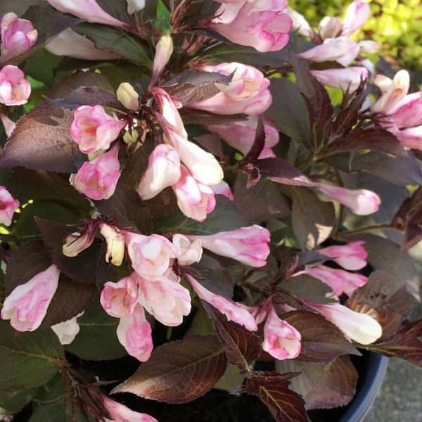 BLOOMIN' EASY Jumbo Pint Afterglow Weigela Live Shrub, Light Pink and Cream Flowers