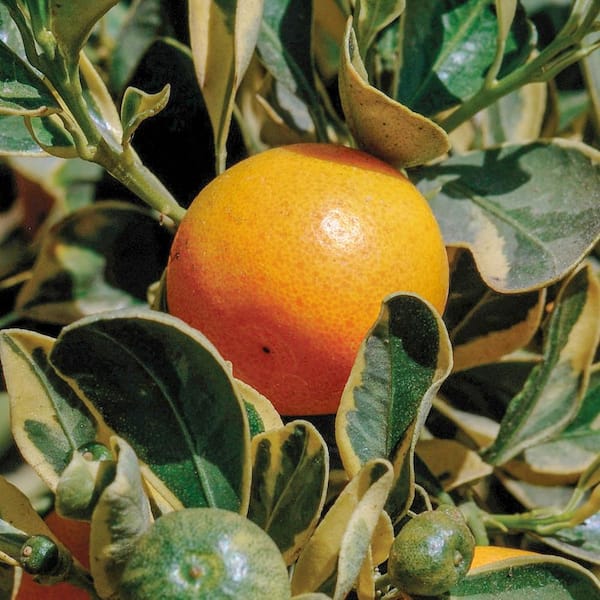 Gurney's 4 in. Pot, Variegated Calamondin Orange Tropical Citrues Tree, Potted Fruit Bearing Plant (1-Pack)