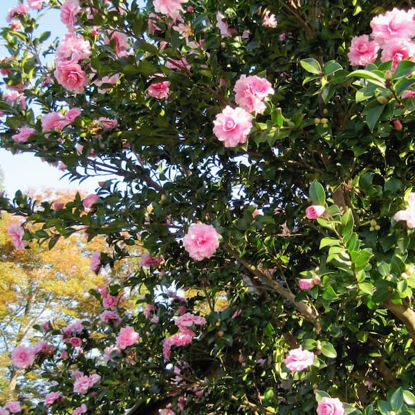 eibe hicksii kaufen Becher-Eibe 'Hicksii' (Taxus media 'Hicksii') kaufen – Mein schöner Garten  Shop