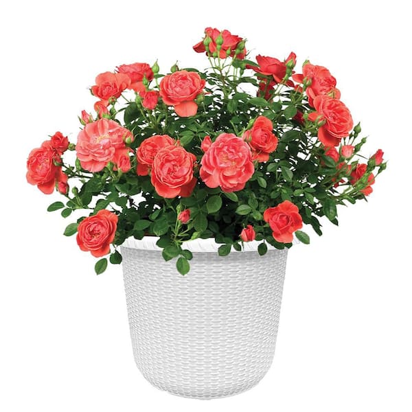 PROVEN WINNERS 2 Gal. Oso Easy Mango Salsa Rose Plant with Ruby