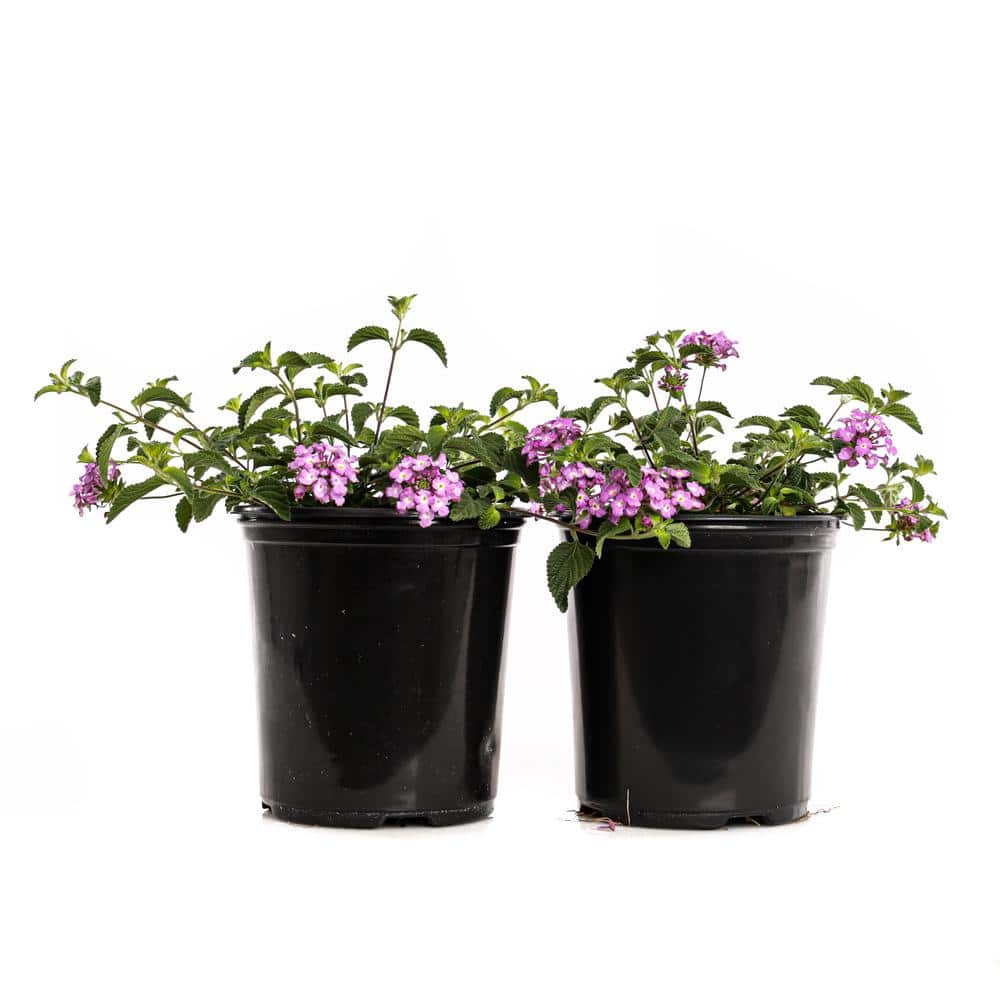 2.5-Qt. #1 Purple Trailing Lantana (2-Pack)