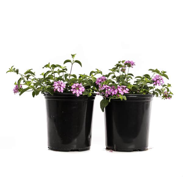 Unbranded 2.5-Qt. #1 Purple Trailing Lantana (2-Pack)
