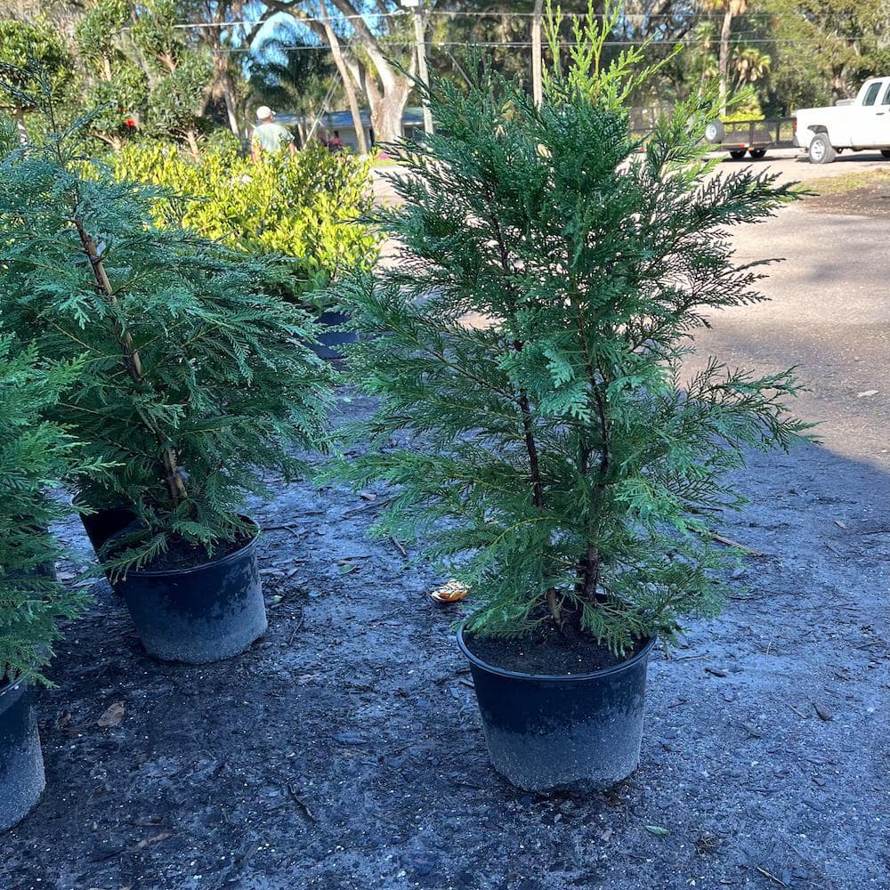 shrubs-bushes-leyl001g3-