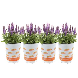 3 Gal. Landscape Purple Lavender Salvia May Night Perennial Plant (1-Pack)